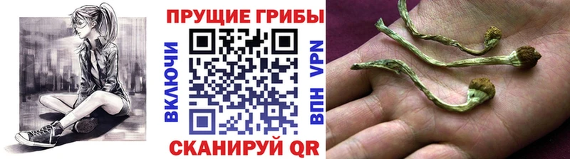 хочу   Лянтор  Псилоцибиновые грибы прущие грибы 